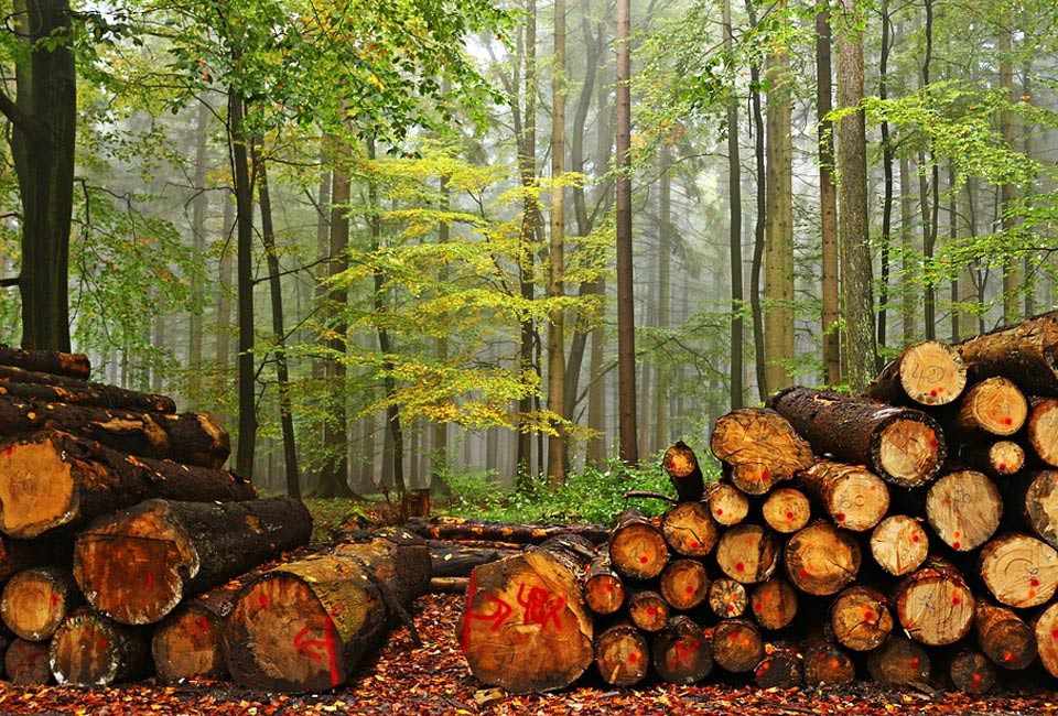 Producir madera sin talar árboles – Mas Azul PlanetaMas Azul Planeta