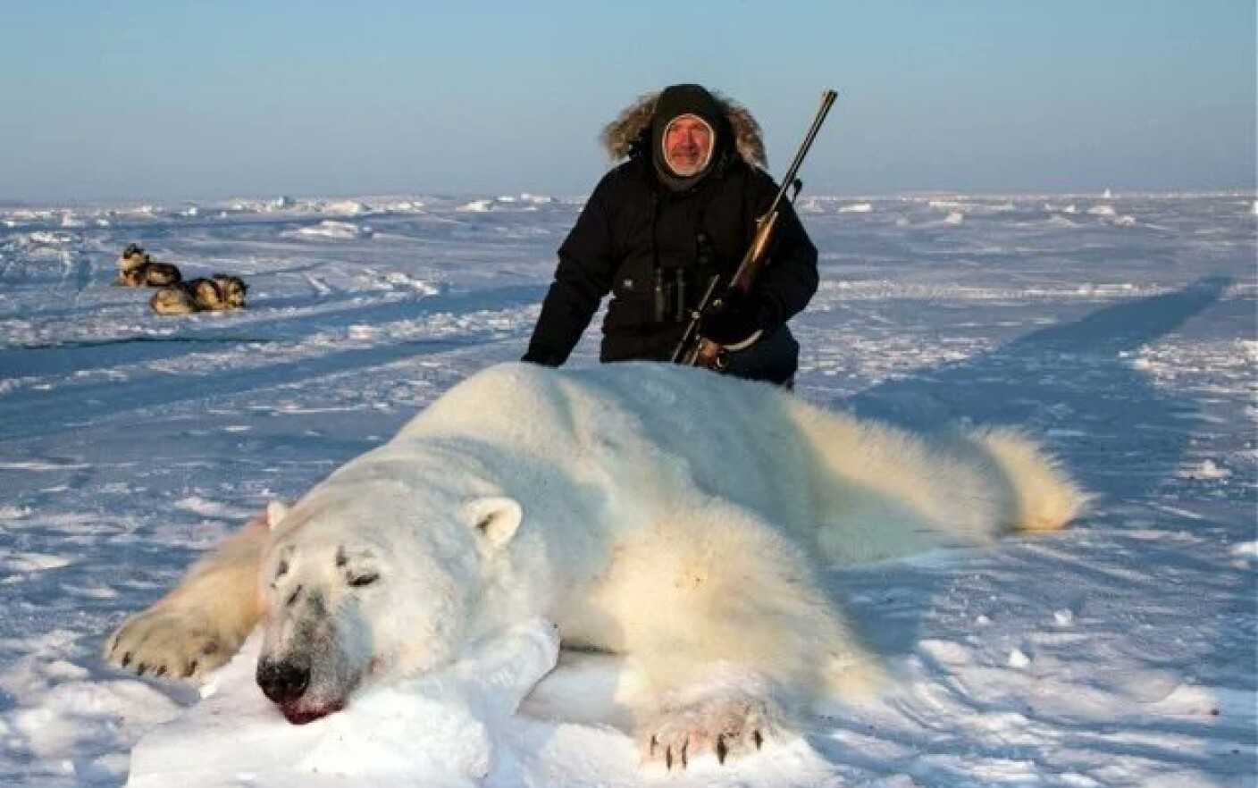 Почему медведи умирают. Северный Ледовитый океан медведи. Белый медведь.